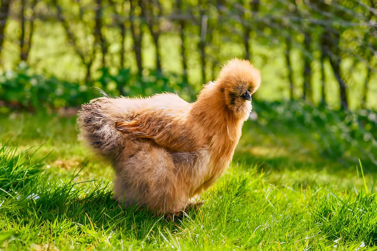 Partridge Silkie Chicken with fluffy feathers and distinctive partridge feather pattern.
