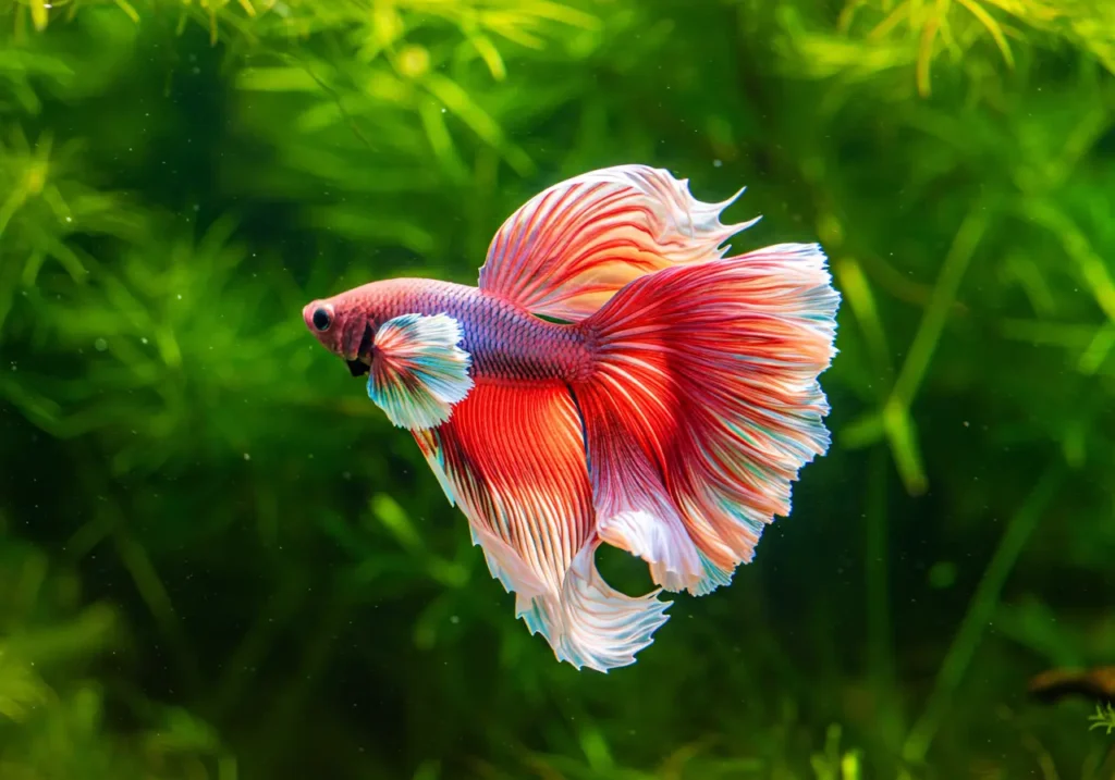 Pink Betta Fish with flowing fins swimming in a freshwater aquarium with plants